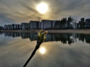 Kuva 1: Ilta-aurinko ja tuoreen lehden tynkä Helsingin Aurinkolahdessa.