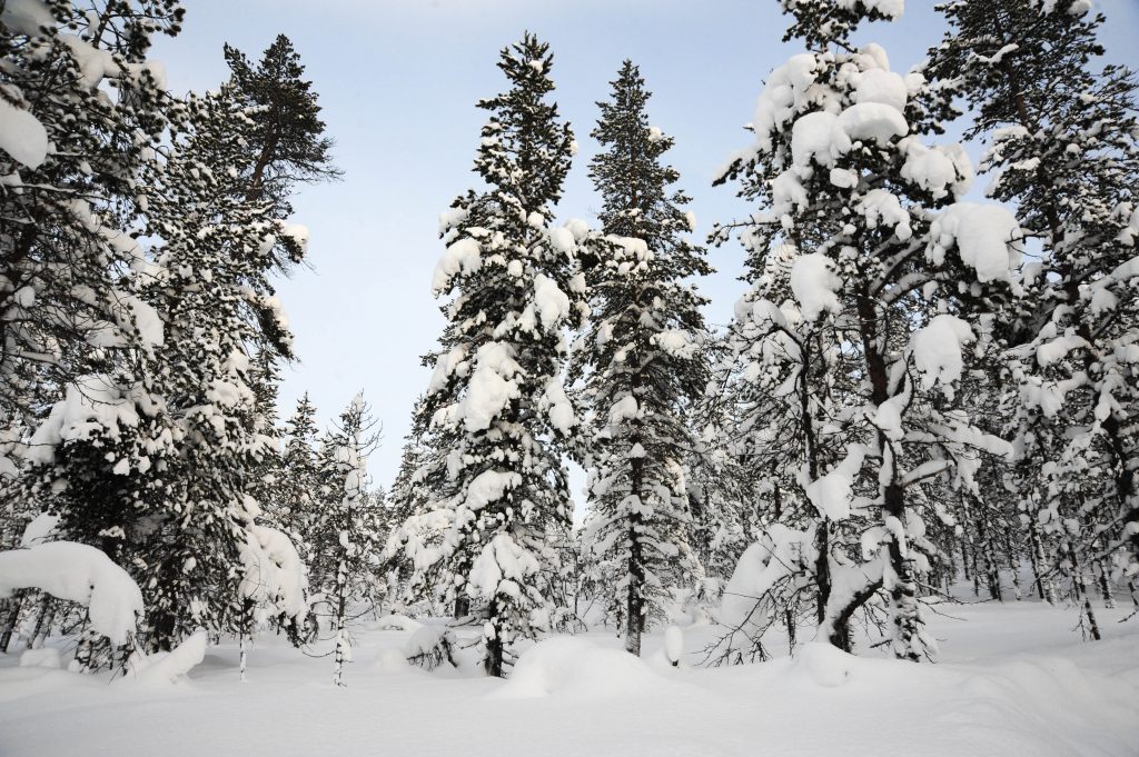 Lumipaljoutta UKK:n kansallispuistossa (Kuva: Joanna Rinne)
