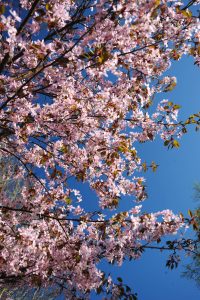 Kirsikkapuiden loistoa Roihuvuoressa (Kuva: Joanna Rinne)